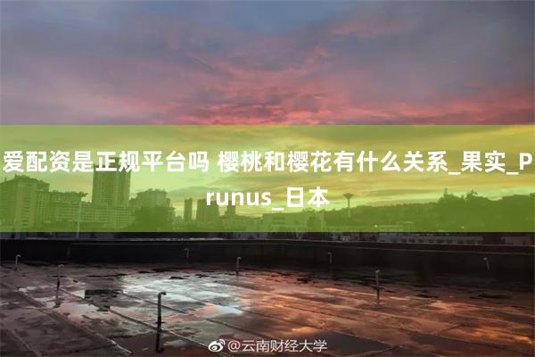爱配资是正规平台吗 樱桃和樱花有什么关系_果实_Prunus_日本